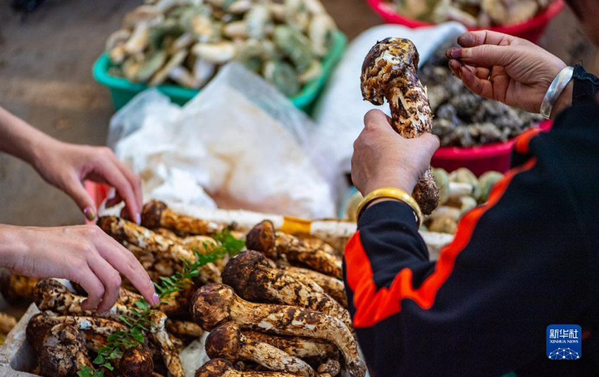 시민들이 쿤밍(昆明)시에 있는 야생 버섯 시장에서 송이버섯을 고르고 있다. [7월 2일 촬영/사진 출처: 신화사]